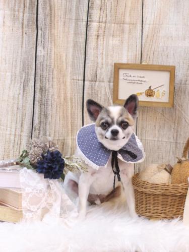 20241023ラオウくん